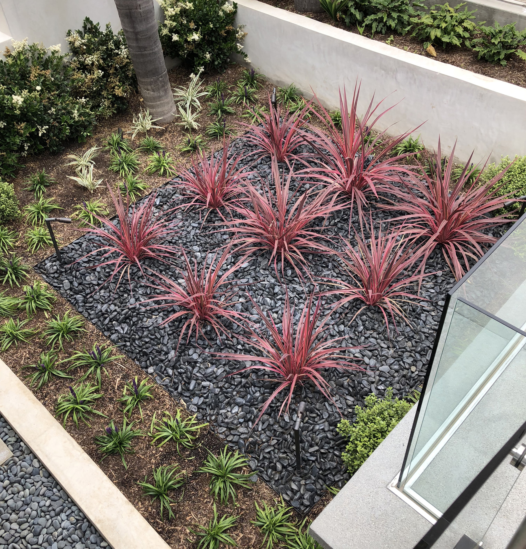 Cordyline Entry Planter View